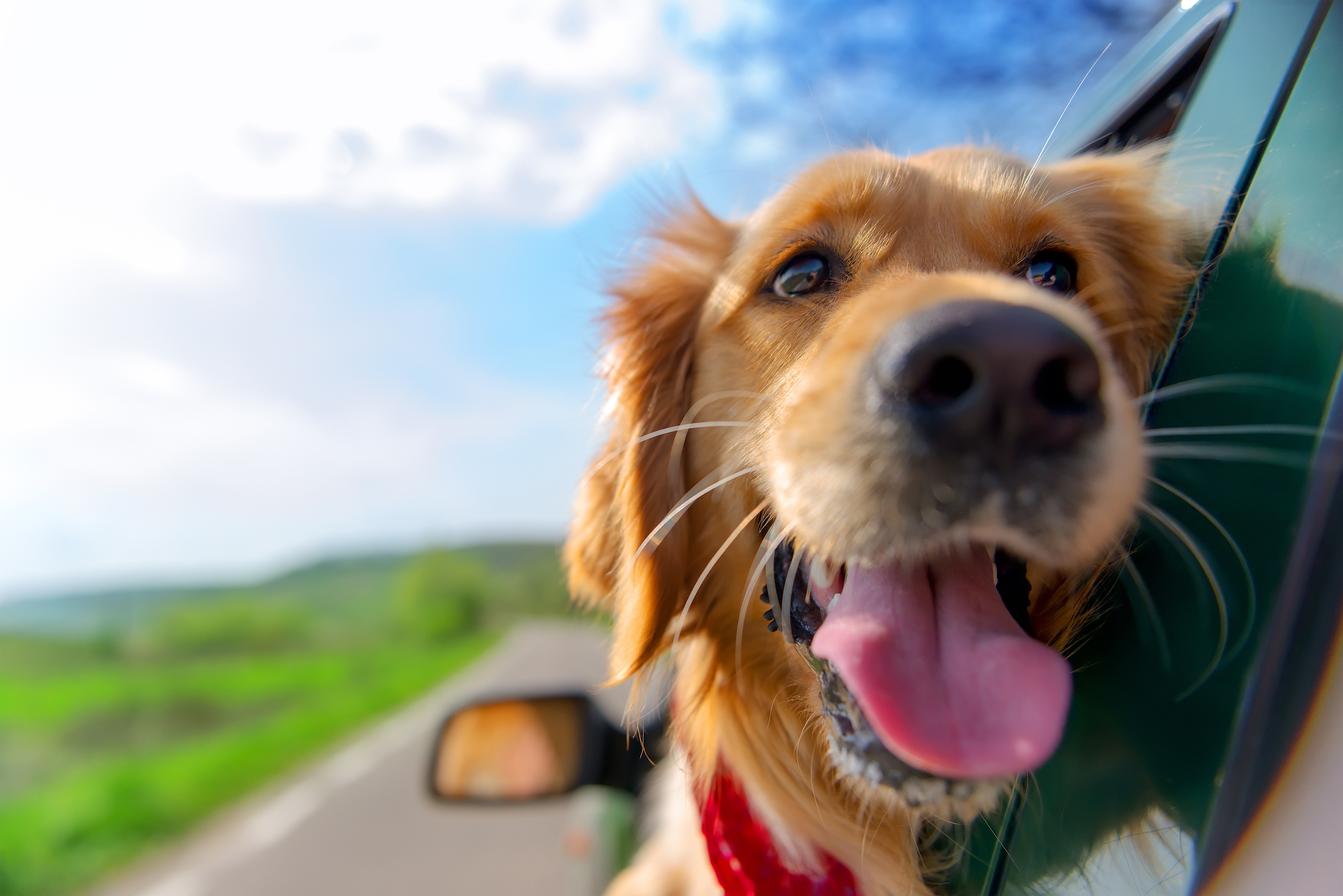 Ταξιδεύοντας με τον Σκύλο σου στο Αυτοκίνητο